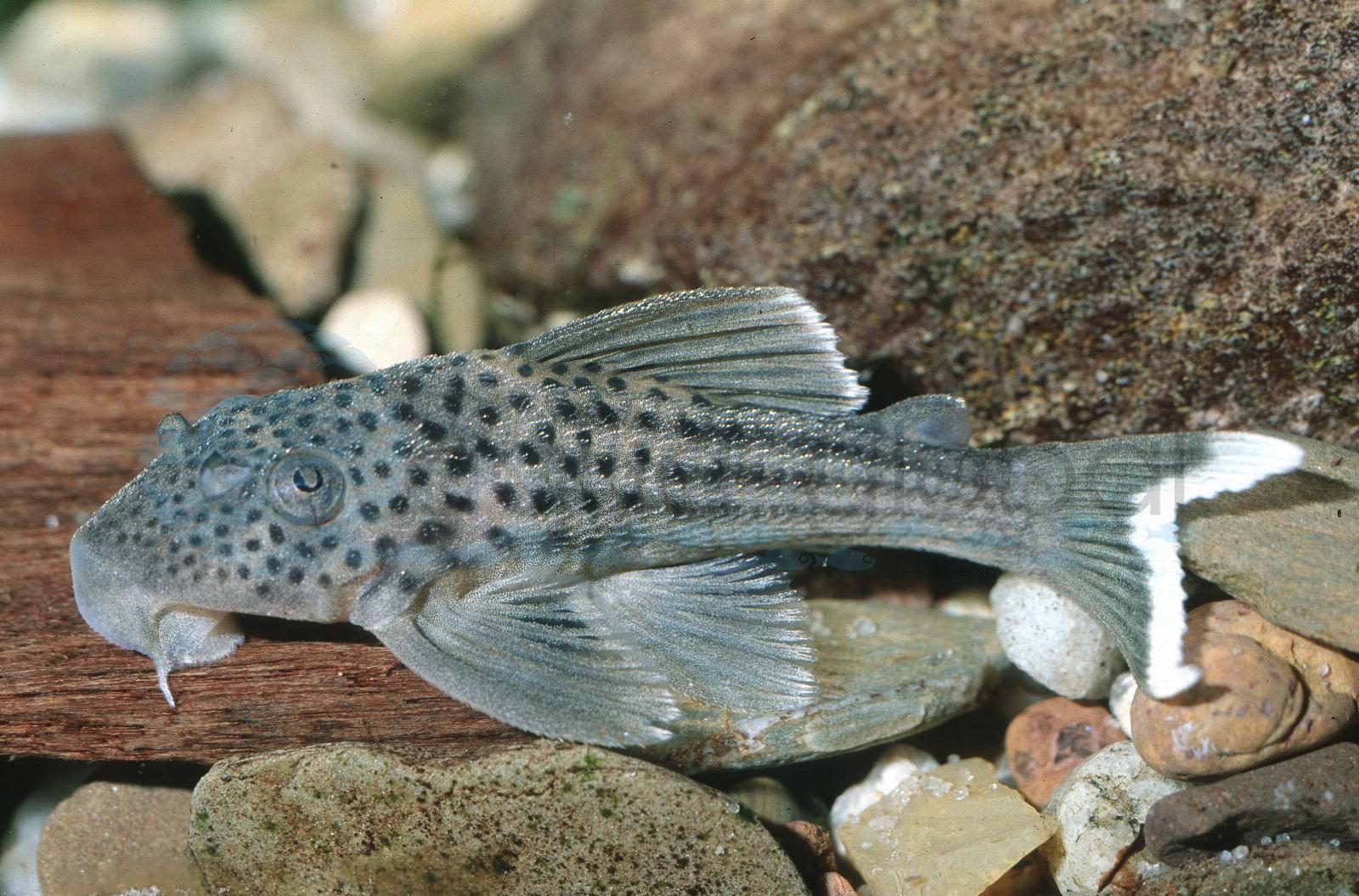L 141 Schwarzpunkt-Silberpleco