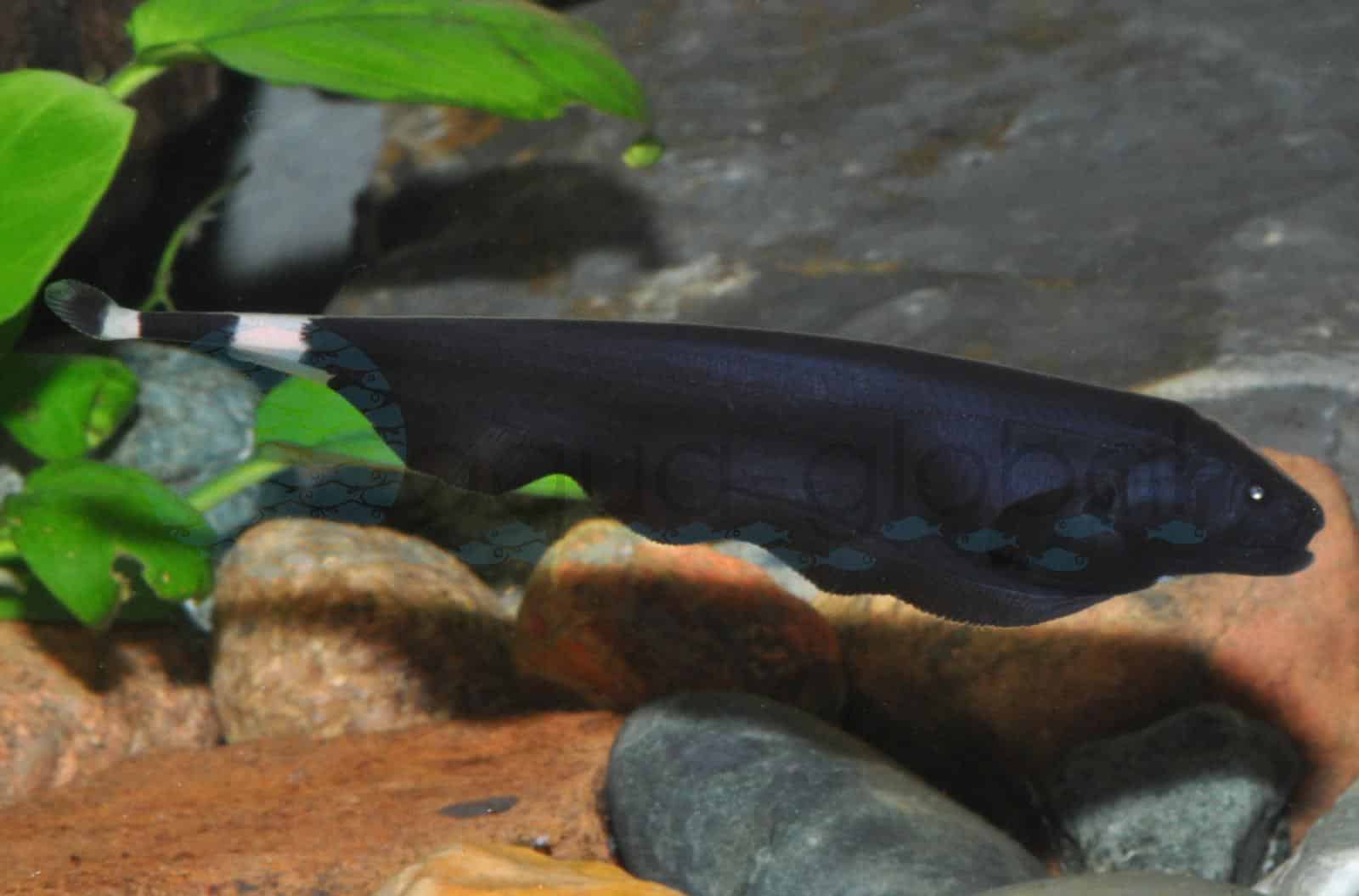Weißstirn-Messerfisch