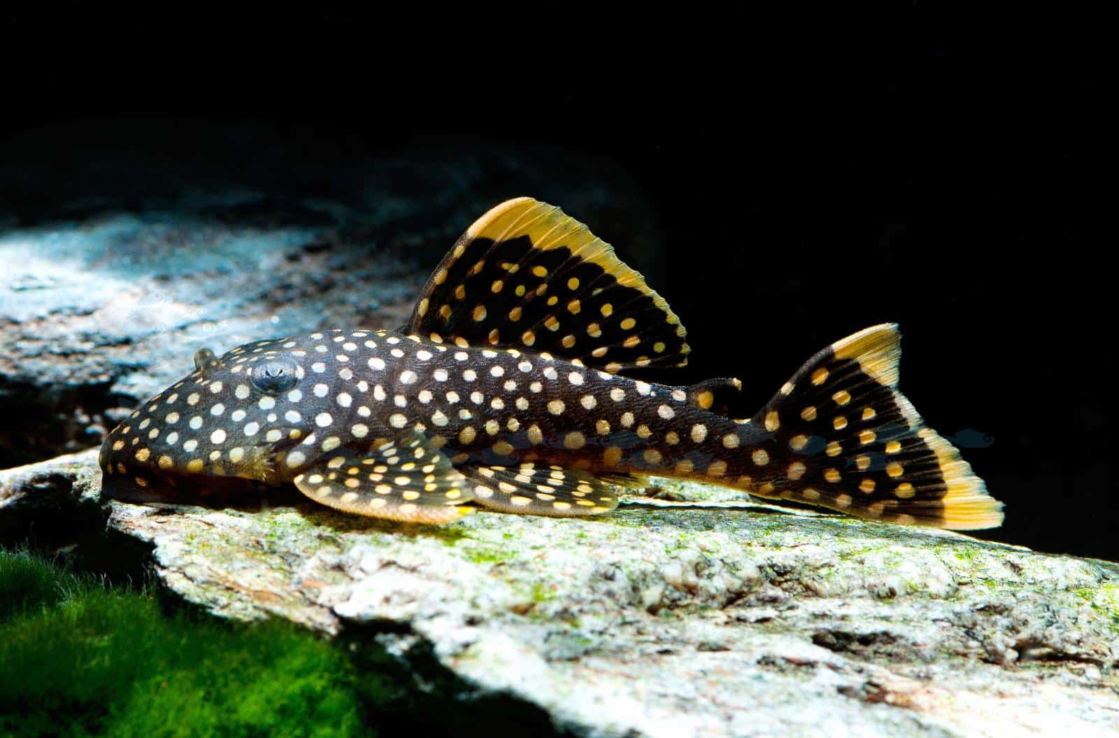 L 018 Golden Nugget