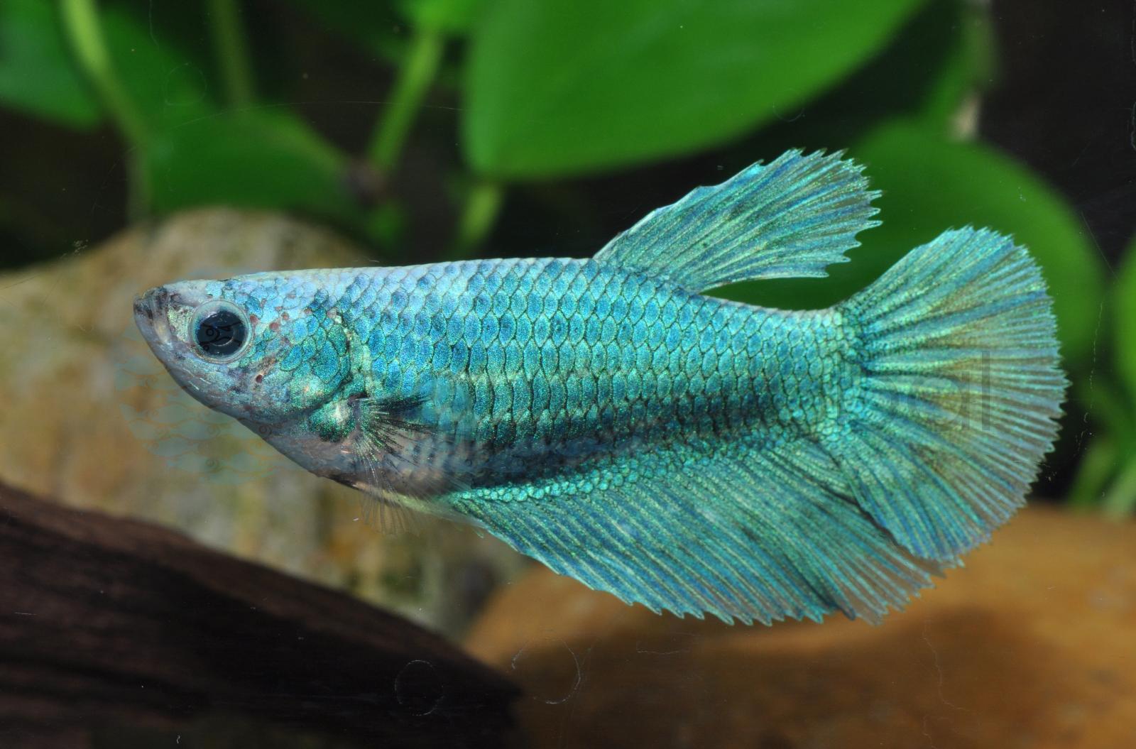 Kampffisch-Weibchen (Betta splendens "Weibchen-Mix")