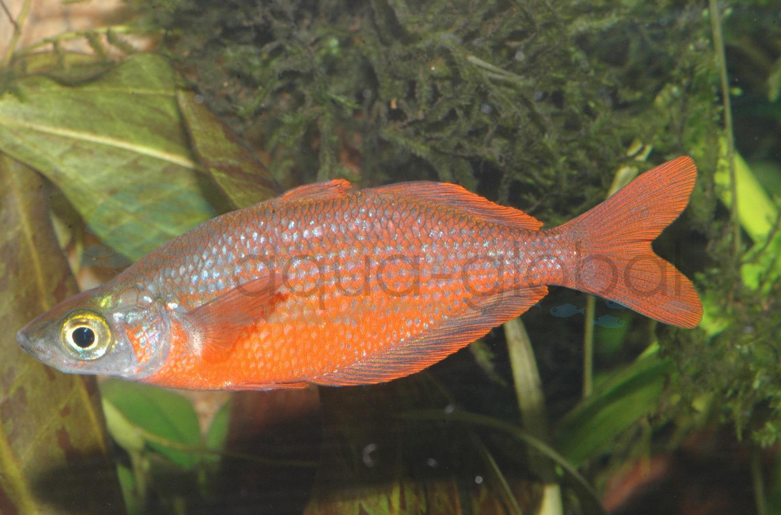 Lachsroter Regenbogenfisch