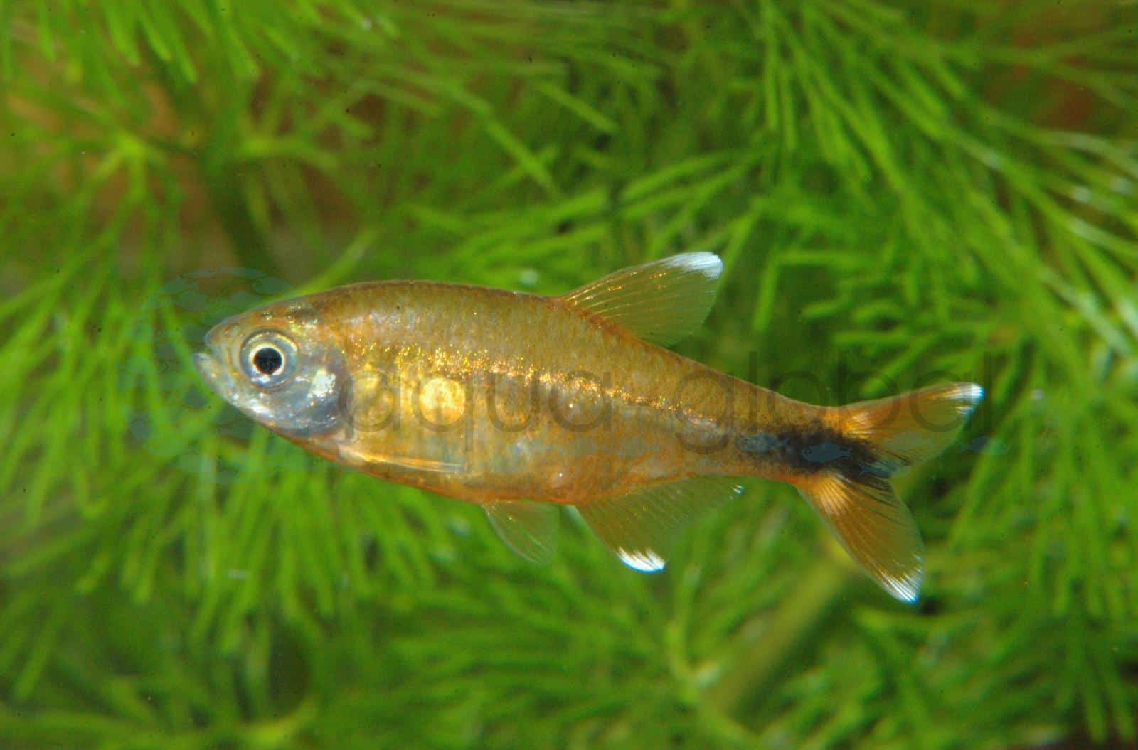 Kupfersalmler