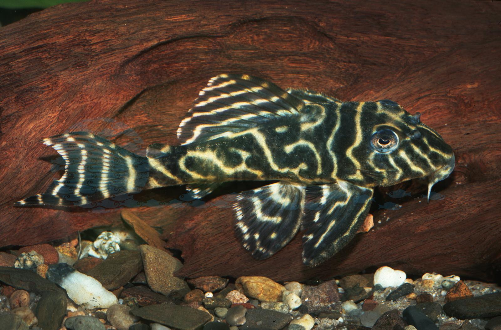 L 129 Striped Pleco