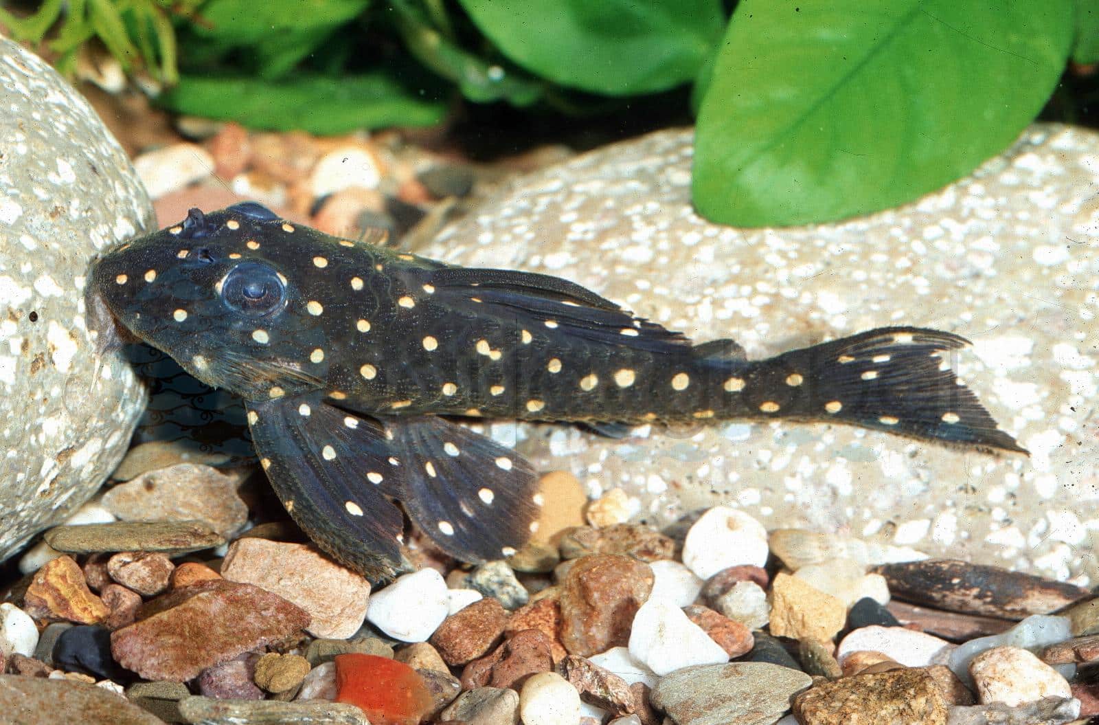 L 201 Weißpunkt-Pleco