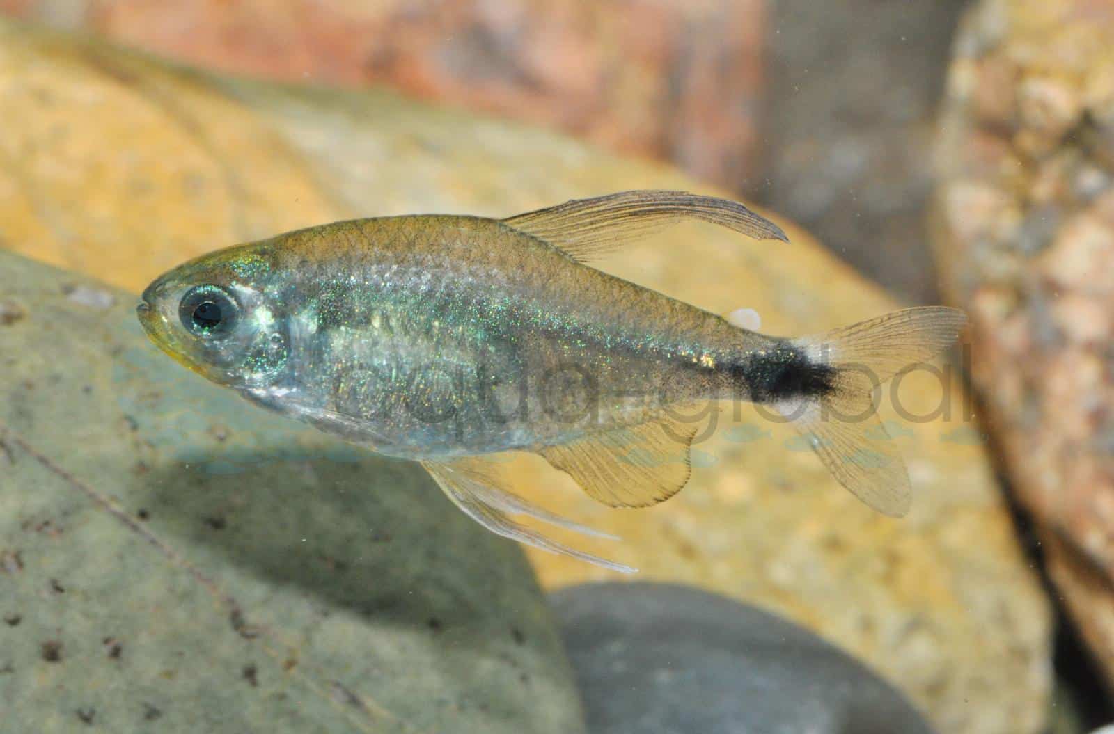 Schilfsalmler