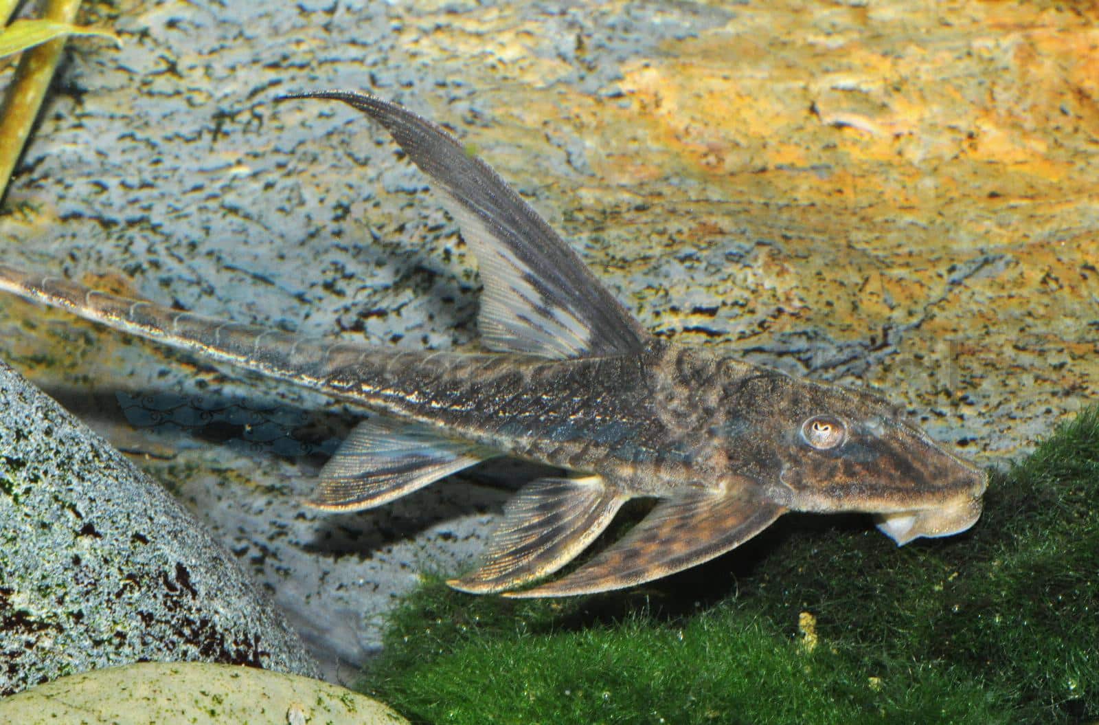 Filament-Störwels (Lamontichthys sp. "Kolumbien")