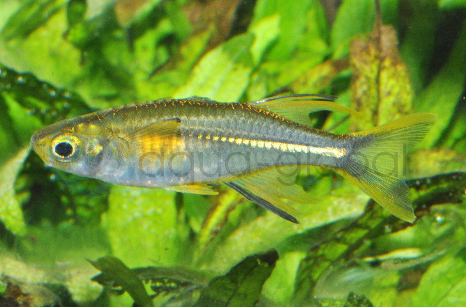 Celebes-Sonnenstrahlfisch