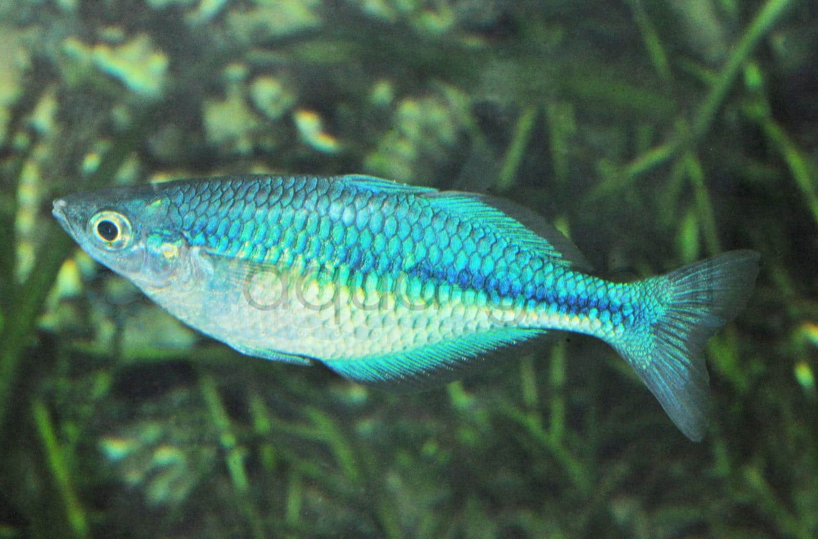Blauer Regenbogenfisch