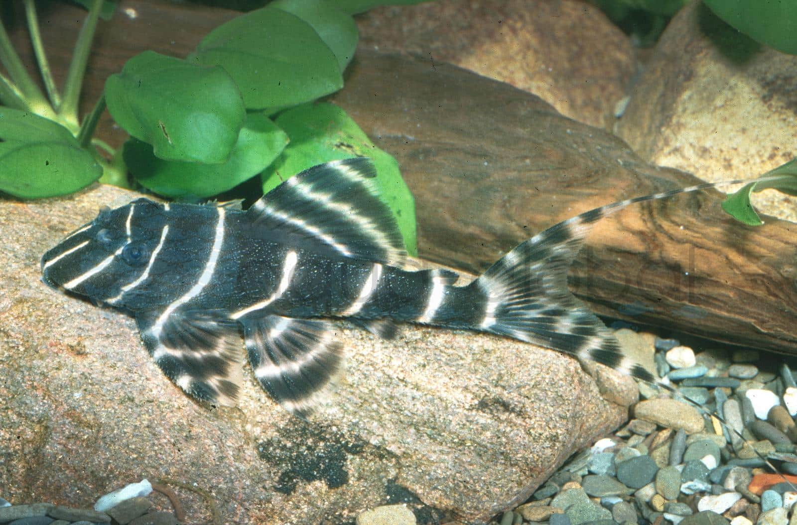 L 204 Peru-Zebrawels
