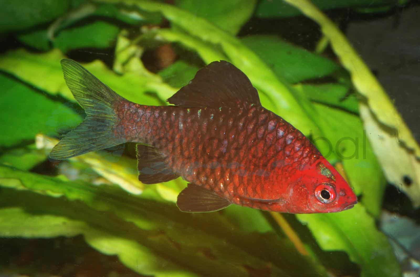 Purpurkopfbarbe