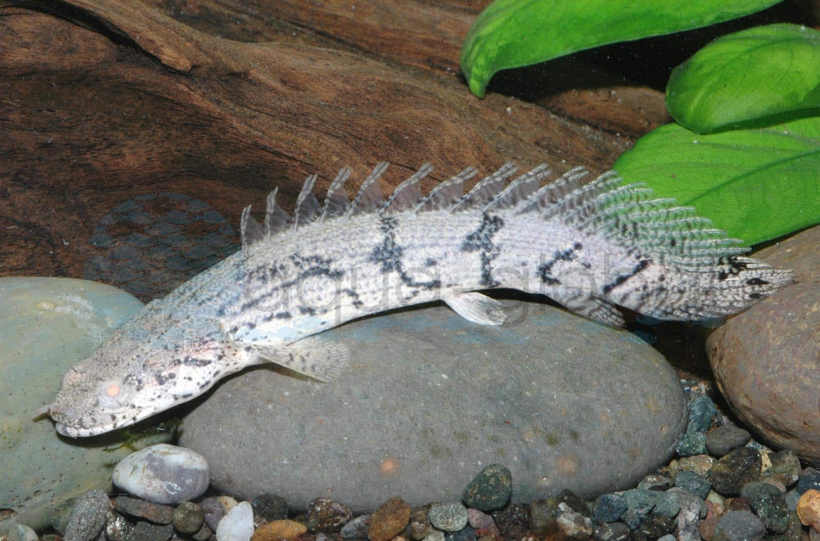 Endlichers-Flösselhecht (Polypterus endlicherii)