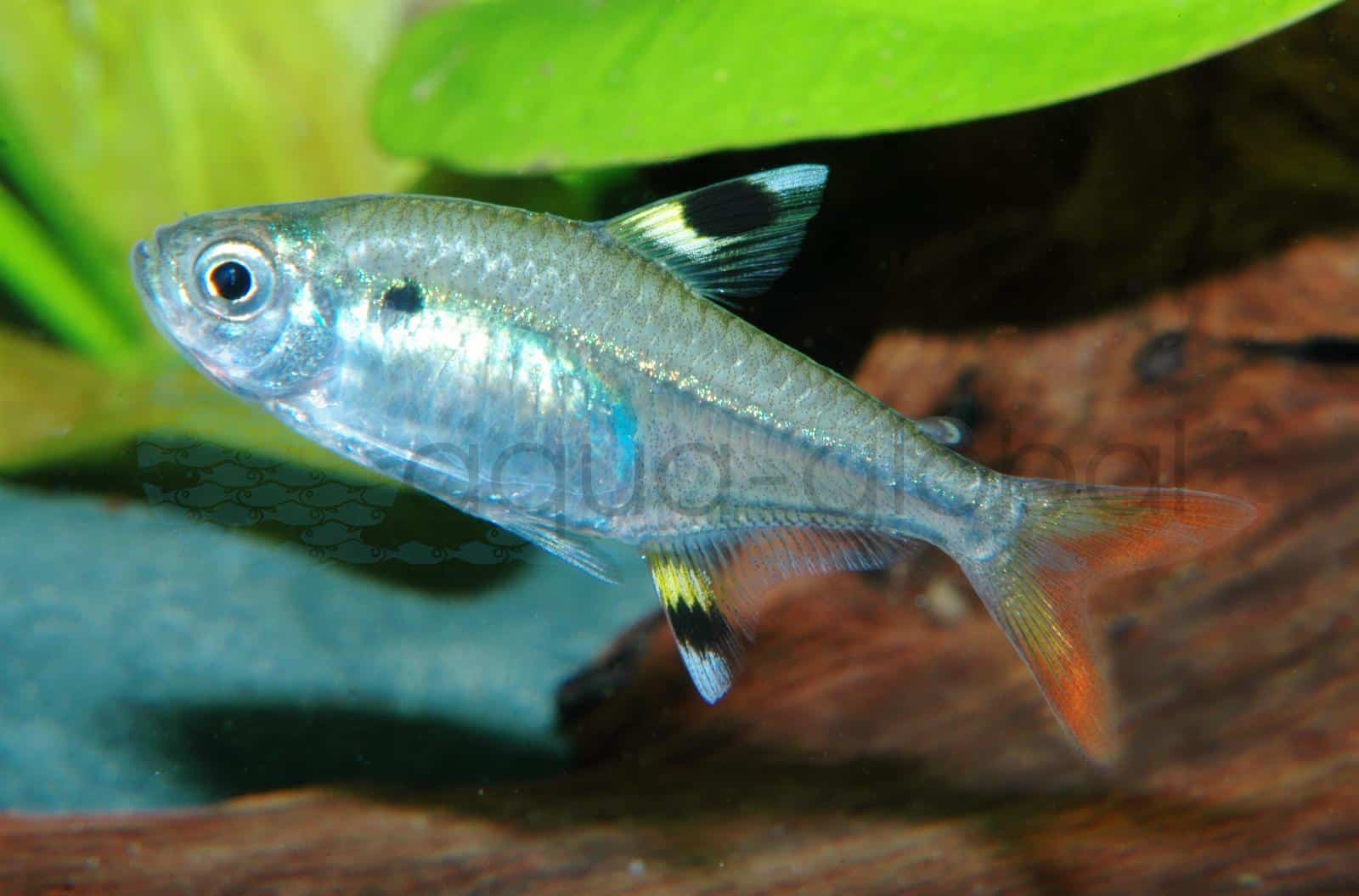 Sternflecksalmler