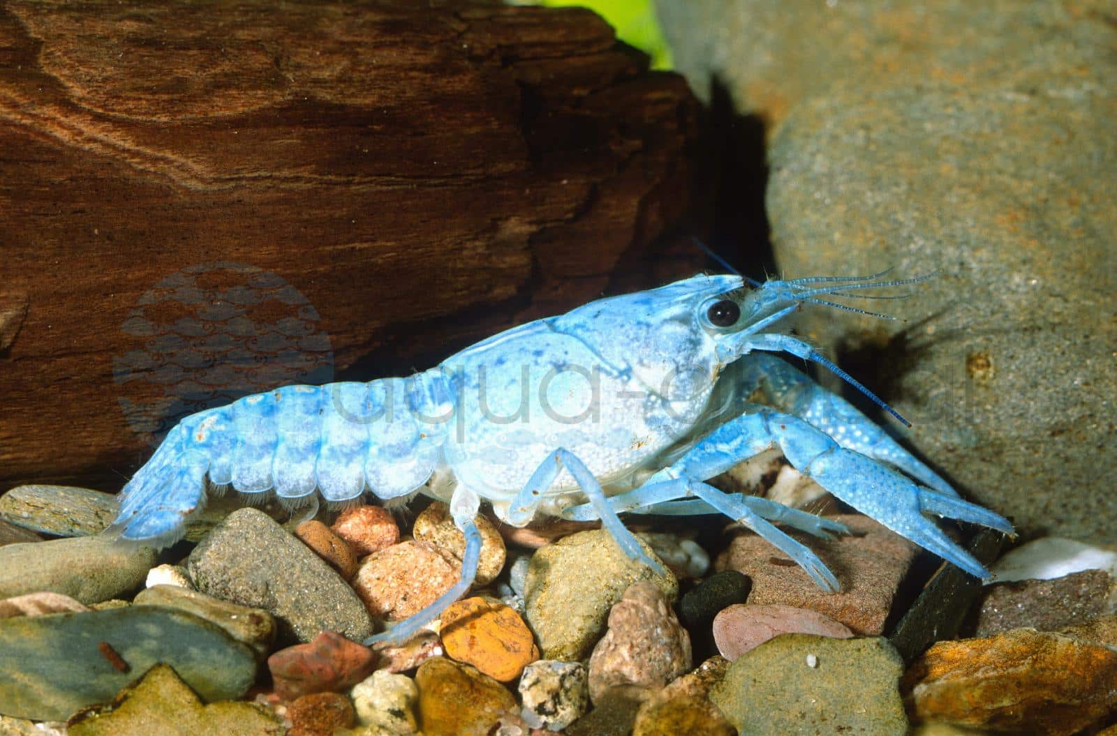 Blauer Floridakrebs