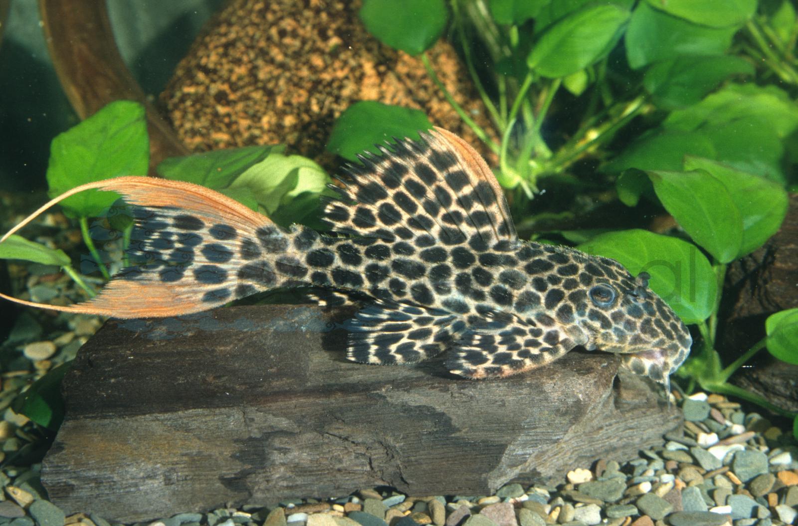 L 114 Leopard-Kaktuswels (Pseudacanthicus aff. leopardus)