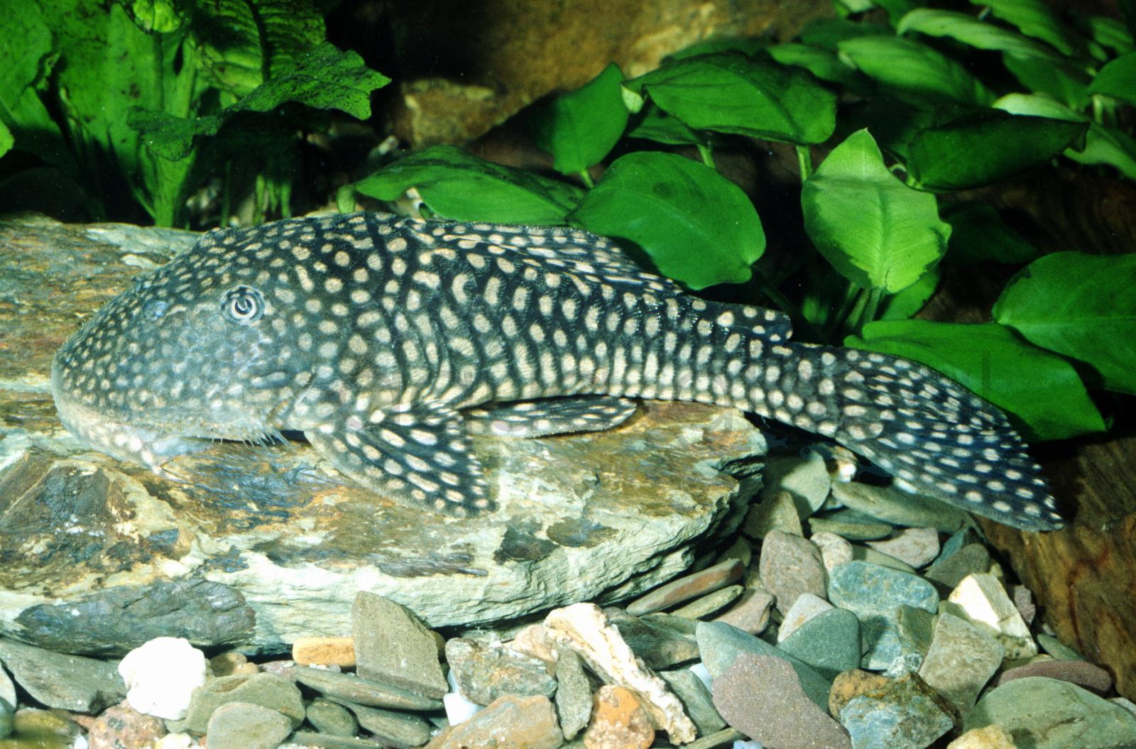 L 238 Mick-Jagger-Pleco