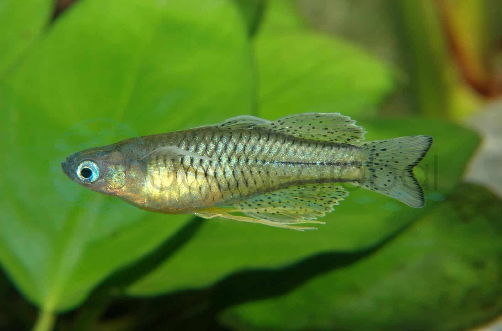 Geflecktes Blauauge