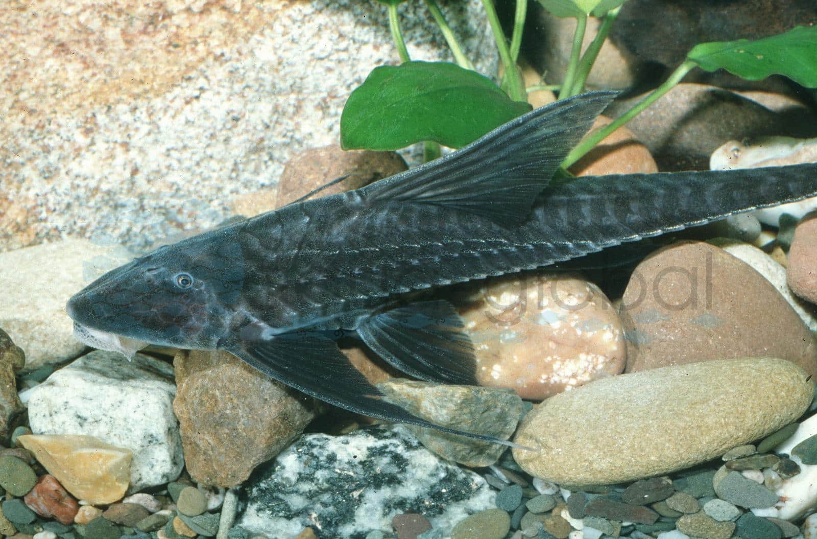 Flügel-Störwels (Pterosturisoma microps)