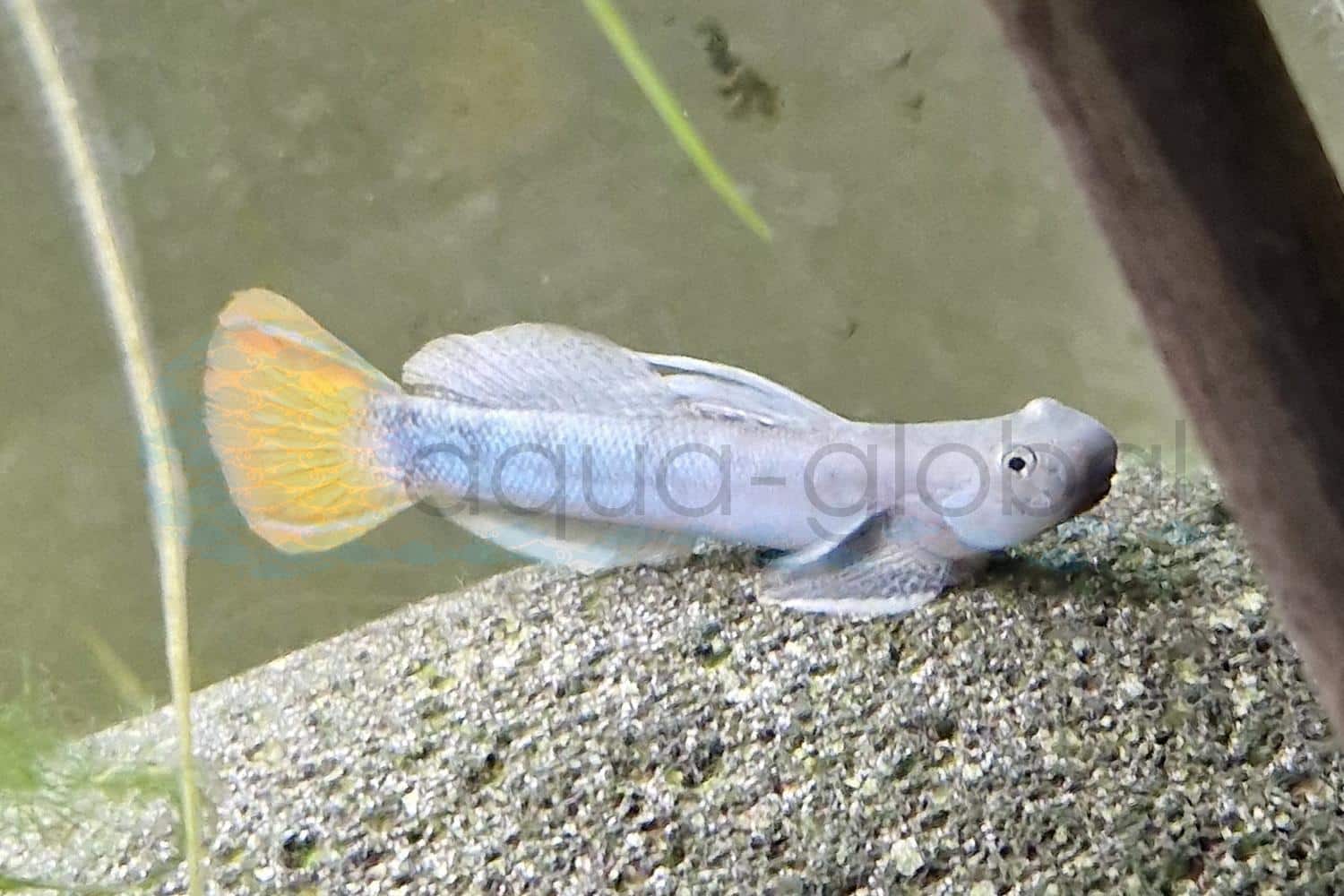Gelbschwanz-Algengrundel (Sicyopterus macrostetholepis)