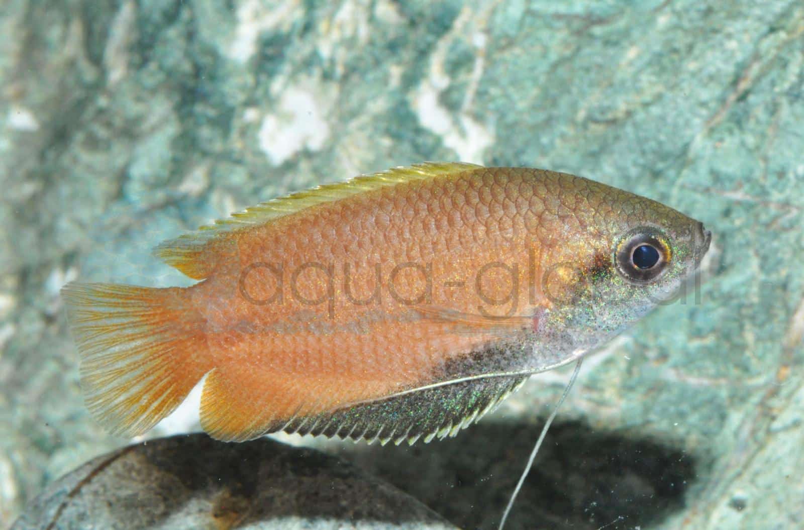 Honiggurami