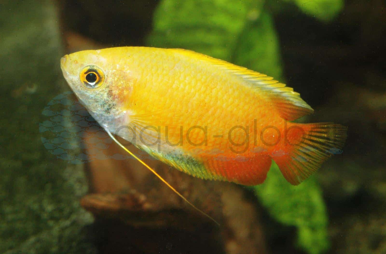 Honiggurami-Gold (Trichogaster chuna "Gold")