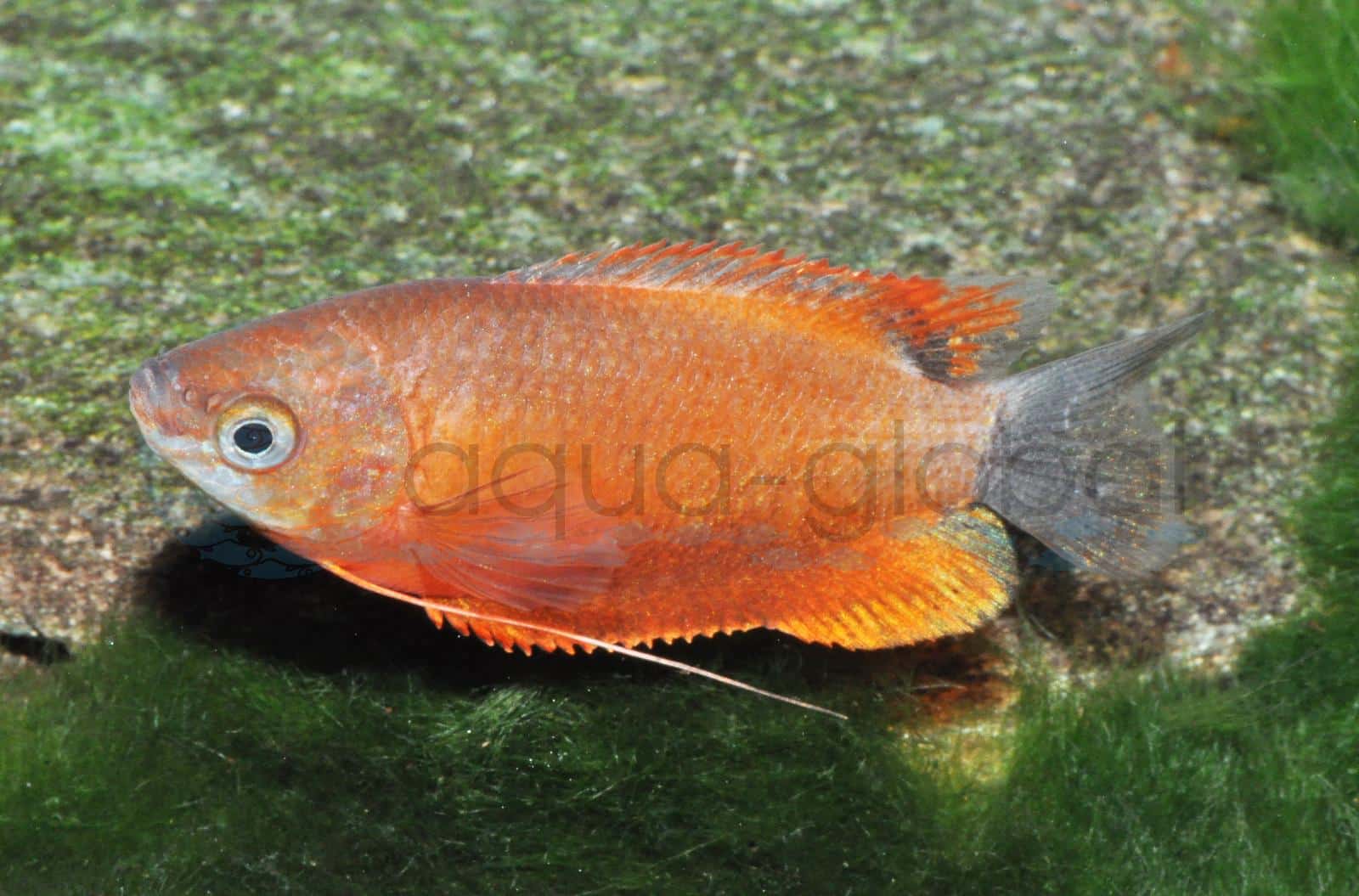 Roter Gurami