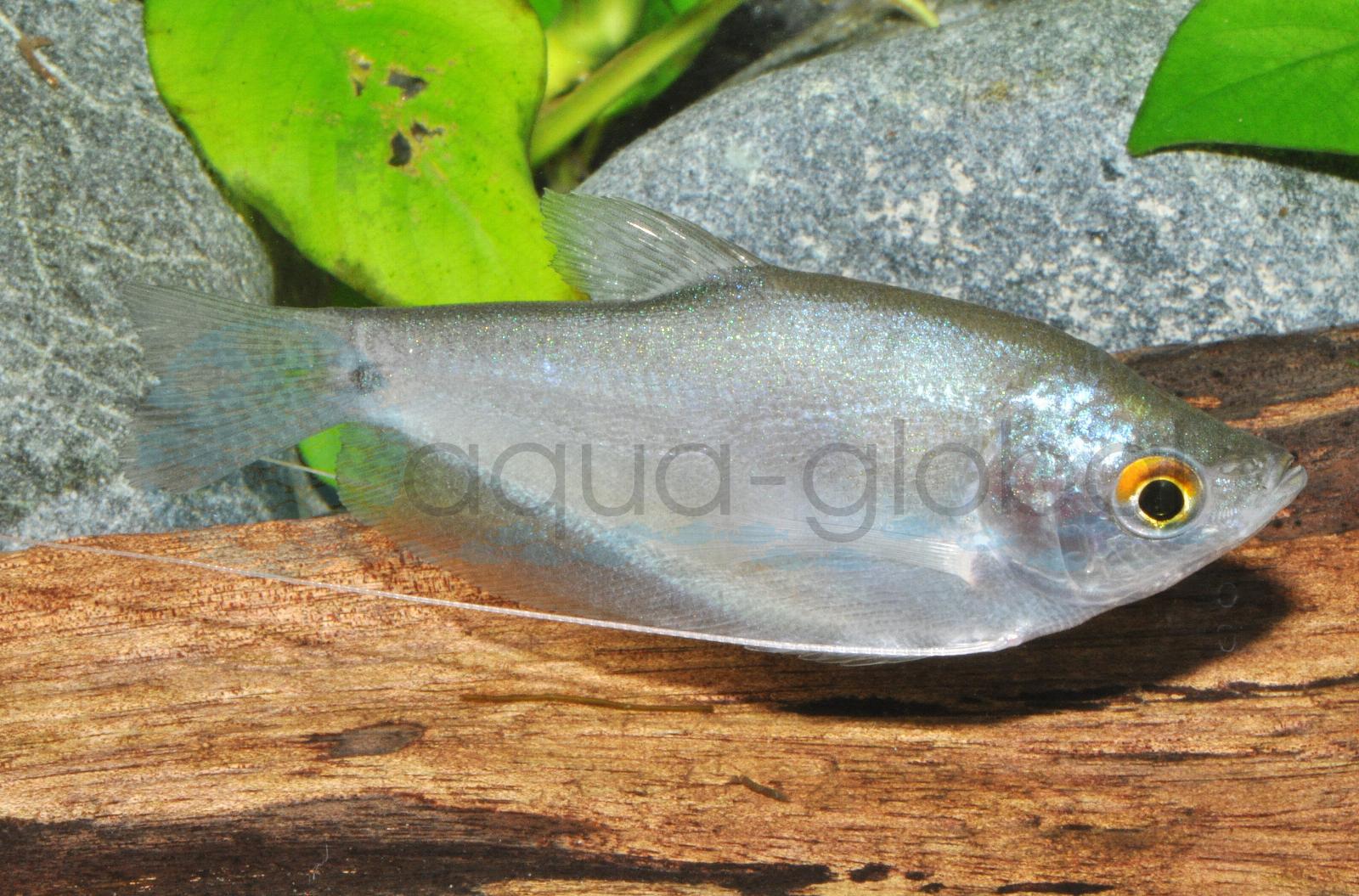 Mondscheinfadenfisch